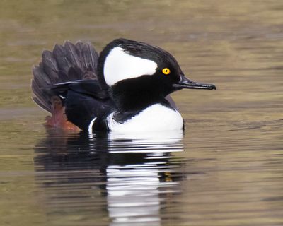 Hooded Merganser poses, tail up.tif