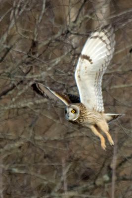 SE flies by trees, legs down.jpg