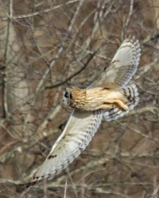 SE flies past trees, wings spread.jpg
