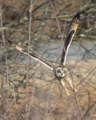 SE flies through branches, feet down.jpg