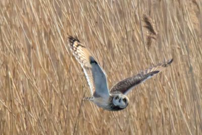 SE Owl looks up while flying.jpg