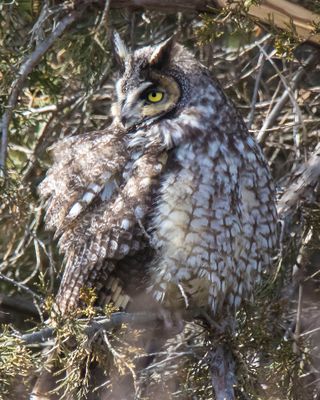 LE fluffed, looks left.jpg