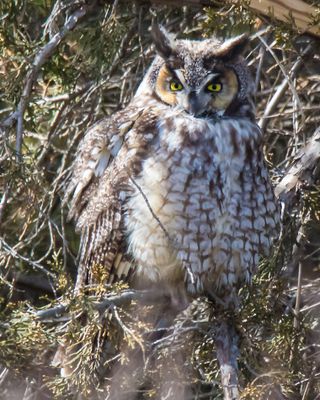 LE Owl stares.jpg