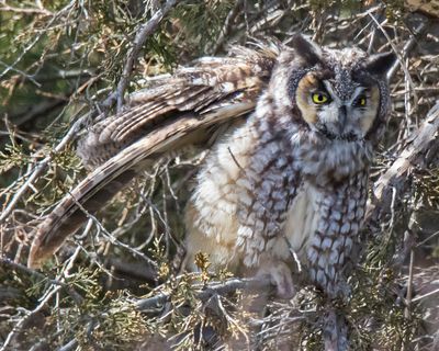 LE stretches his wing out.jpg