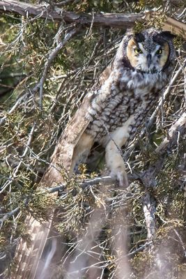 LE stretches wing down.jpg