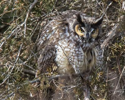 LE very fluffed up,head down.jpg