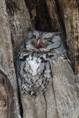 Grey Screech 2 opens mouth and looks up.jpg