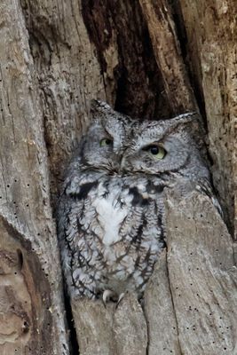 Grey Screech 2, eyes open.jpg