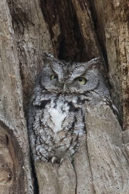 Grey Screech 2, eyes open forward.jpg