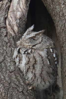 Grey Screech turns head left.jpg
