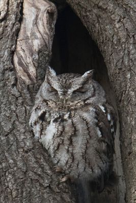 Grey Screech sleeping.jpg