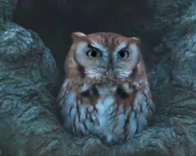Screech Owl at dusk, Arlington.jpg