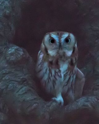 Screech stretches after dark.jpg