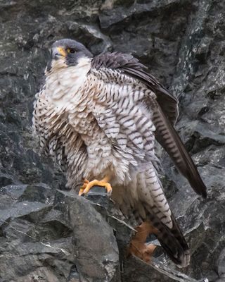 Peregrine's big shake on cliff.jpg