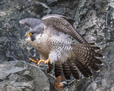 Peregrine stretches on cliff.jpg