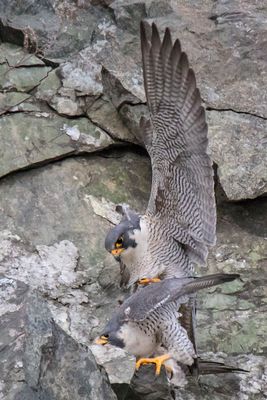 Peregrines mating.jpg