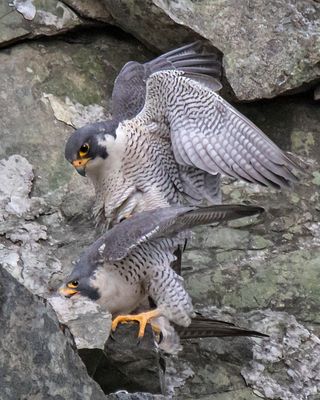 Peregrines mating 2.jpg