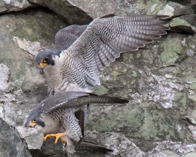 Peregrines mating 3.jpg