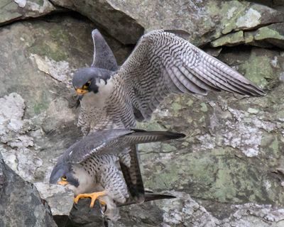 Peregrines mating 4,jpg