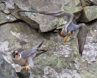 Peregrine flies from female after mating.jpg