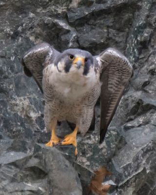 Peregrine about to take off.jpg