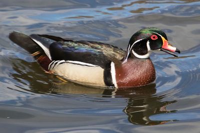 Wood Duck, beak open a bit.jpg