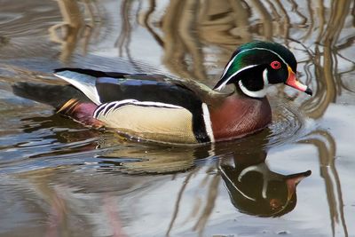 Wood Duck w reflection 2.jpg