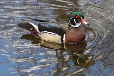 Wood Duck w reflection 3.jpg