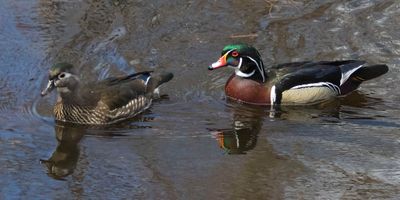 Wood duck pair.jpg