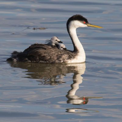 Western Grebe, 2 babies on back, reflection.jpg