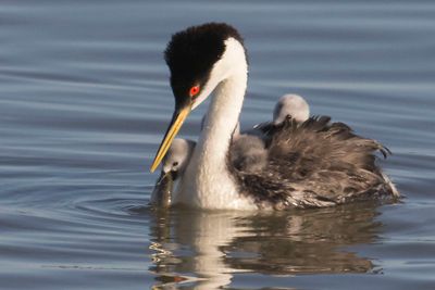 Western Grebe baby got the fish, 2 others on back.jpg
