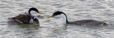 Western Grebe baby reaches for dad's fish.jpg
