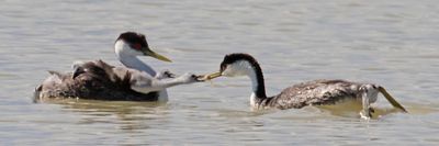 Western Grebe babies beg for fish.jpg