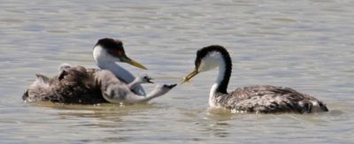 Western Grebe babies beg for fish3.jpg