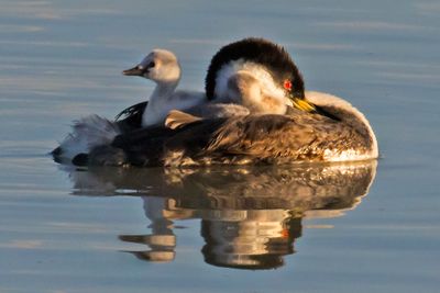 Western Grebe babies on sleeping mom.jpg