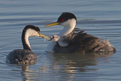 Western Grebe baby begs for fish better.jpg