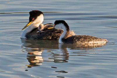 Western Grebe baby gets fish from dad.jpg