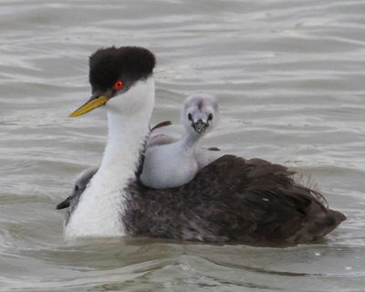 Western Grebe baby gets up and looks straight2.jpg