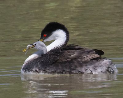 Western Grebe baby got fish on mom's back.jpg