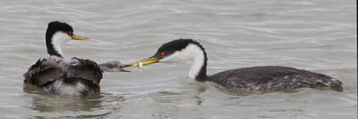 Western Grebe baby grabs for fish from mom's back.jpg