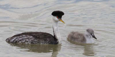 Western Grebe baby has feather with mom.jpg