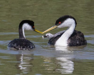 Western Grebe baby has fish from dad as mom watches.jpg
