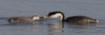 Western Grebe baby in water getting fish from mom.jpg