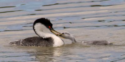 Western Grebe baby in water grabs fish from mom.jpg