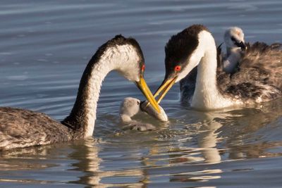 Western Grebe baby in water grabs fish, parents watch.jpg
