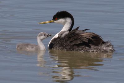 Western Grebe baby in water looks up at mom.jpg