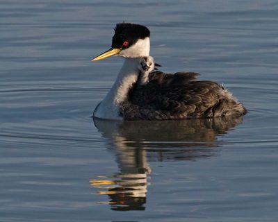Western Grebe baby looks ahead on mom.jpg