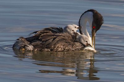 Western Grebe baby of 3 gets fish.jpg