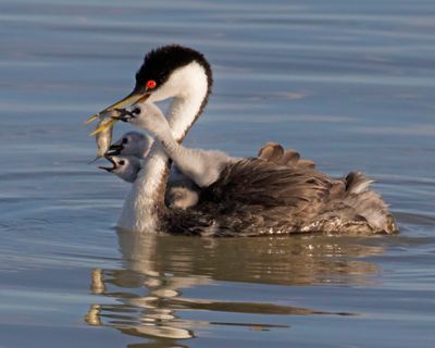 Western Grebe baby of 3 grabs for fish from mom.jpg