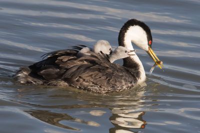 Western Grebe baby on back begs for mom's fish.jpg